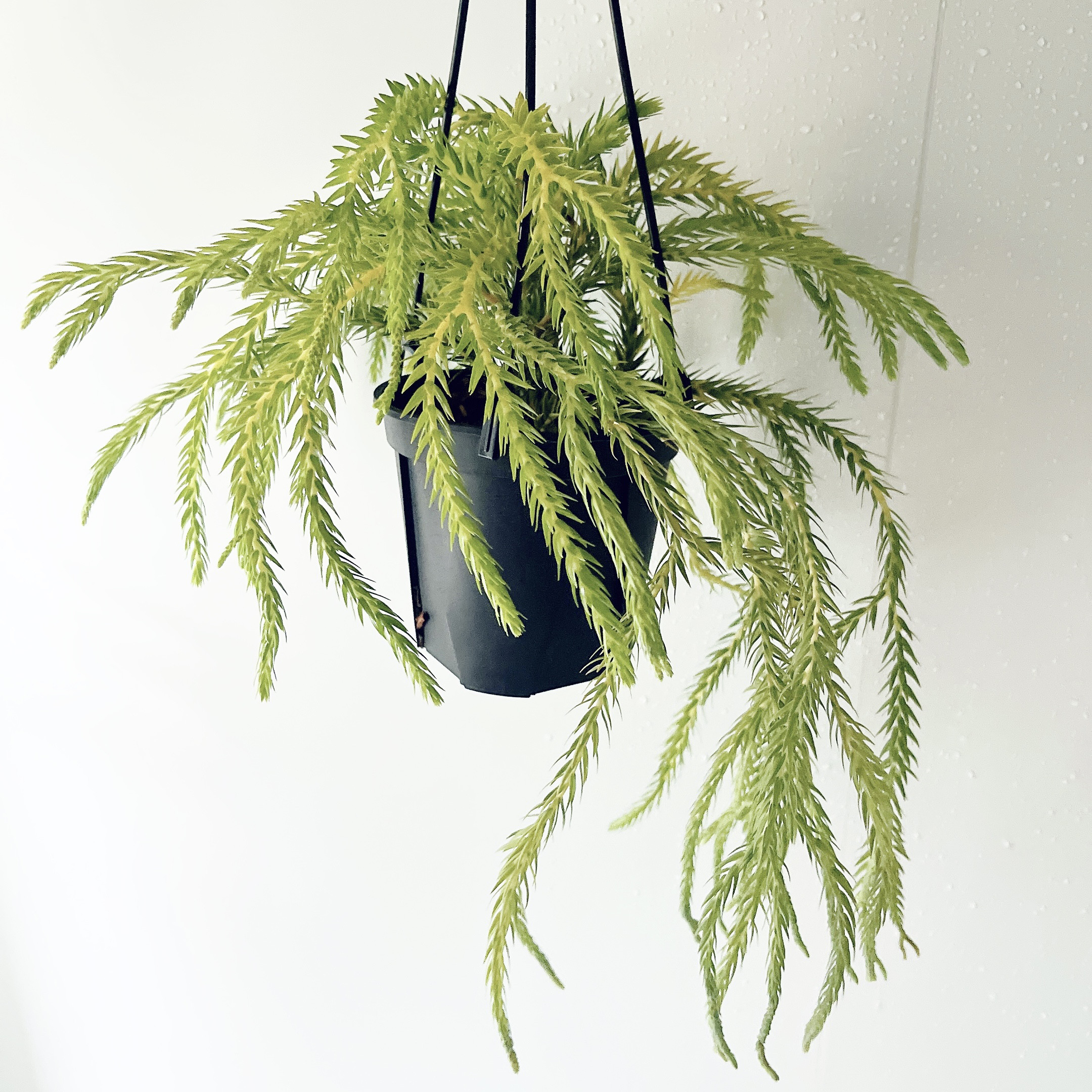 P. Lion Head ライオンヘッド ビカクシダ 株分け OC P. Lion Head