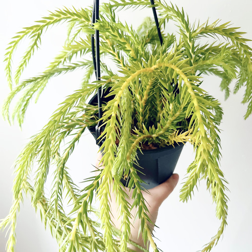 希少》フペルジア カリナータ スロイソン ハンギング 観葉植物 calm