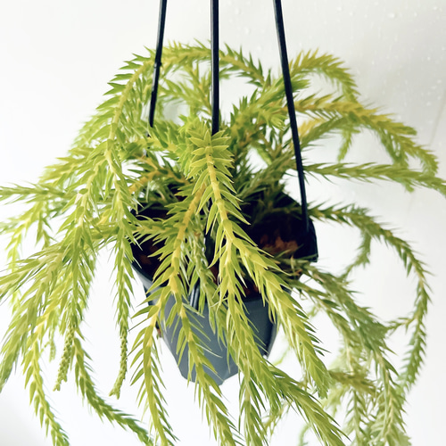 希少》フペルジア カリナータ スロイソン ハンギング 観葉植物 calm