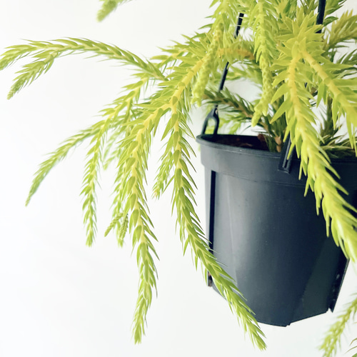 希少》フペルジア カリナータ スロイソン ハンギング 観葉植物 calm