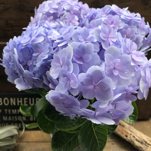 ファッション 通販 ワンダー♡アジサイ♡パープル♡豪華♡紫陽花 アートフラワー トップス