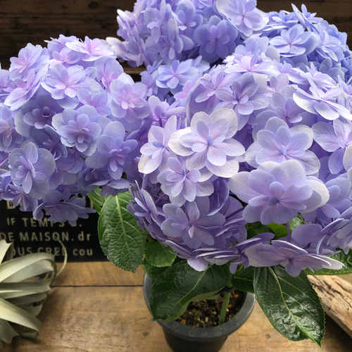 ワンダー♡アジサイ♡パープル♡豪華♡紫陽花 アートフラワー
