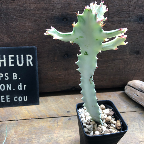 ホワイトゴースト♡高級♡レアなユーフォルビア♡多肉植物