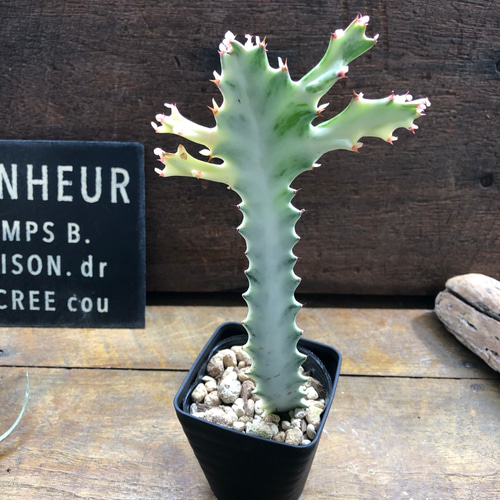 ホワイトゴースト♡高級♡レアなユーフォルビア♡多肉植物♡ アート