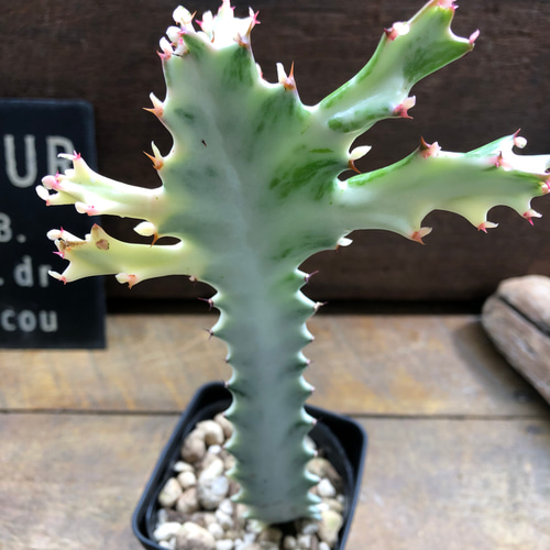 ホワイトゴースト♡高級♡レアなユーフォルビア♡多肉植物
