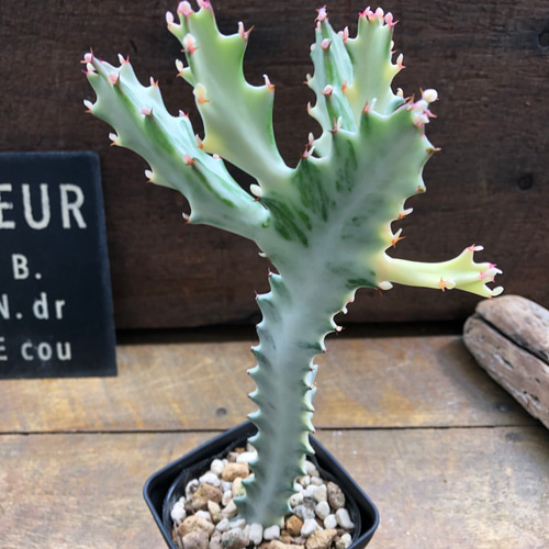 ホワイトゴースト♡高級♡レアなユーフォルビア♡多肉植物♡ アート