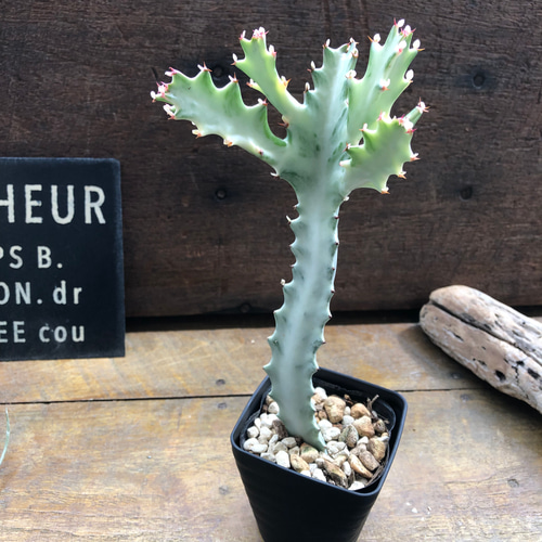 ホワイトゴースト♡高級♡レアなユーフォルビア♡多肉植物♡ アート