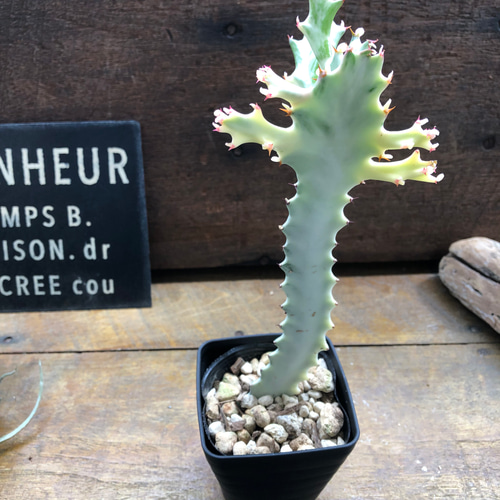 ホワイトゴースト♡高級♡レアなユーフォルビア♡多肉植物