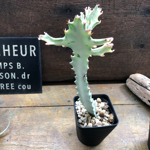 ホワイトゴースト♡高級♡レアなユーフォルビア♡多肉植物♡ アート