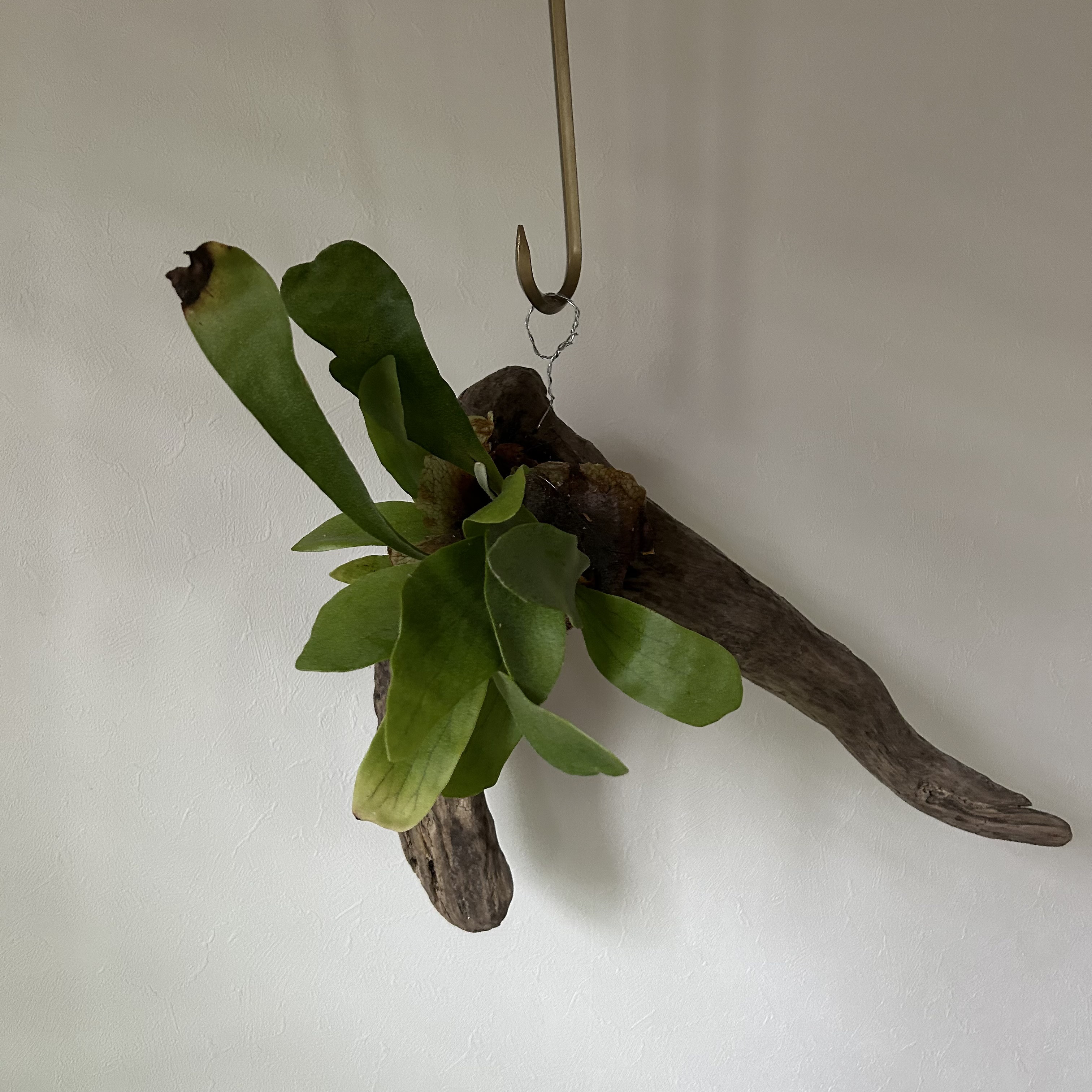 ⭐️SALE⭐️空間の雰囲気アップ間違いなし！ビカクシダ•ビフルカツムの流木付けハンギング
