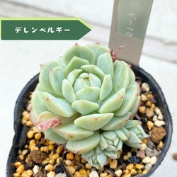 多肉植物　ハオルチア　藍鏡　カット苗 園芸ネット本店｜ハオルチア：藍鏡 2.5号 の通販【公式】