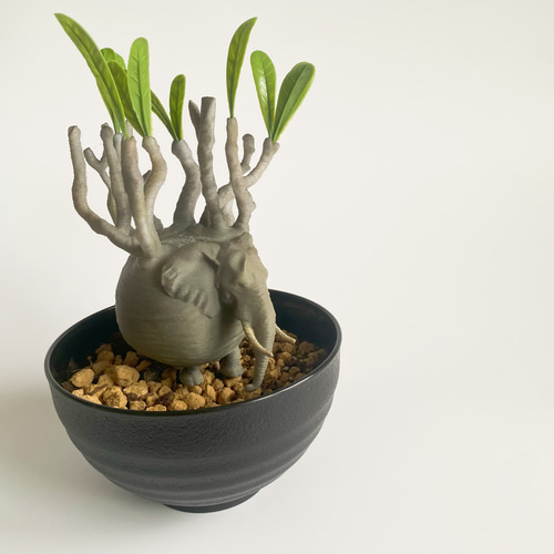 象パキポ 4 パキポディウム×ゾウの融合フィギュア｜塊根アート作品