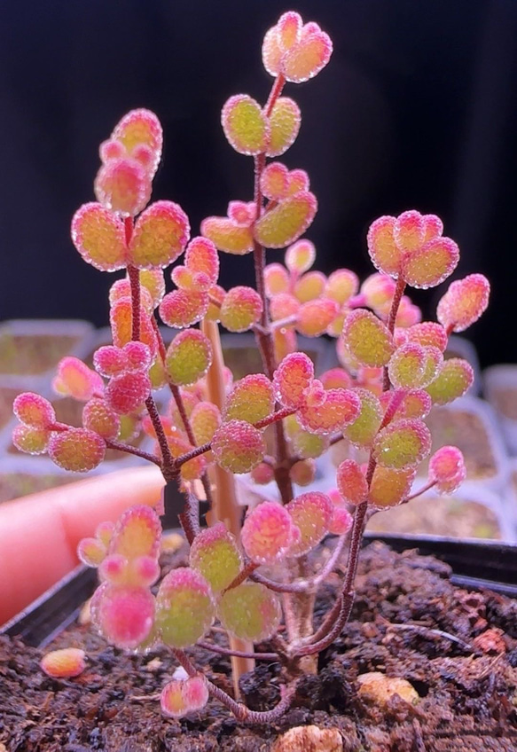 特価❣️ドロサンテマ キラキラ　レインボーキャンディーボール　抜き苗　１株 特価❣️ドロサンテマ キラキラ レインボーキャンディーボール 抜き苗