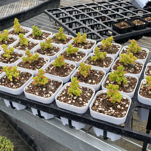 ネコポスで発送❣️実生苗　多肉植物　ドロサンテマ　ミックス　3株セット　抜き苗 Amazon.co.jp: SALE 多肉植物 系 ドロサンテマム 蜜橘 抜き苗 1株