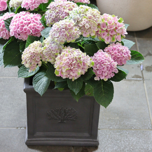 あじさいマジレボのシックなスクエア鉢植え 多肉植物 トータルプランツ  