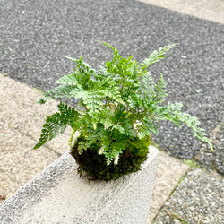 フィカス　ストリクタ 希少 送料無料 フィカス ストリクタ 希少 送料無料