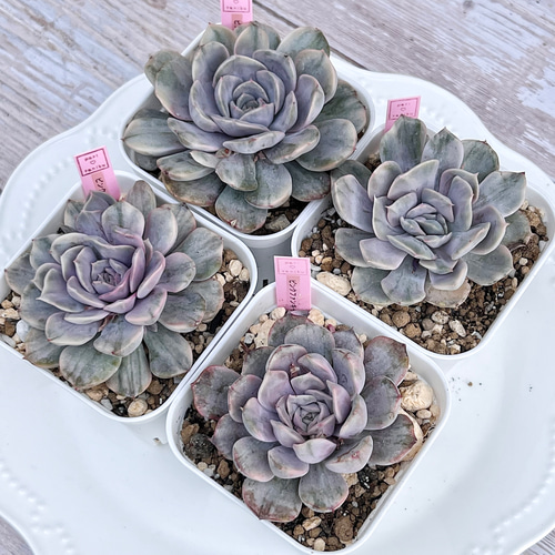 多肉植物 ピンクファンキー錦 韓国苗 多肉植物 pariʚ