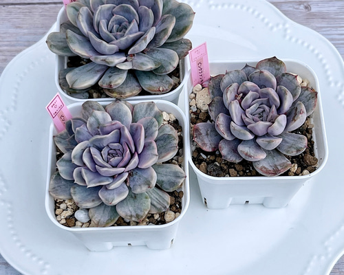 専用コーナー　ピンクウォーターリリー錦　ブラックピンク錦　多肉植物　輸入苗 専用コーナー ピンクウォーターリリー錦 ブラックピンク錦 多肉