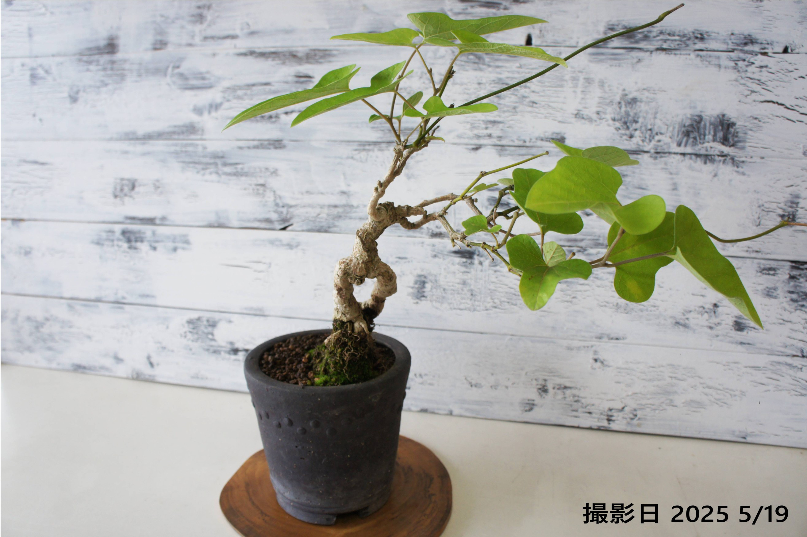 盆栽 『赤松』 和風 インテリア 観葉植物 ガーデニング 送料無料 b066 楽天市場】盆栽 松 赤松 樹高 約29cm あかまつ Pinus densiflora