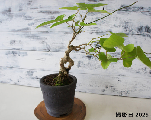 盆栽 『ブナ』 インテリア 園芸 観葉植物 ガーデニング 送料無料 b115 2025年最新】ブナ盆栽の人気アイテム - メルカリ