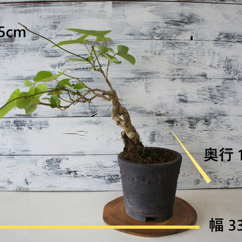 盆栽 『ザクロ』 インテリア 苔 観葉植物 園芸 オブジェ 送料無料 b088 51ixUTocI8L._UF350,350_QL50_.jpg