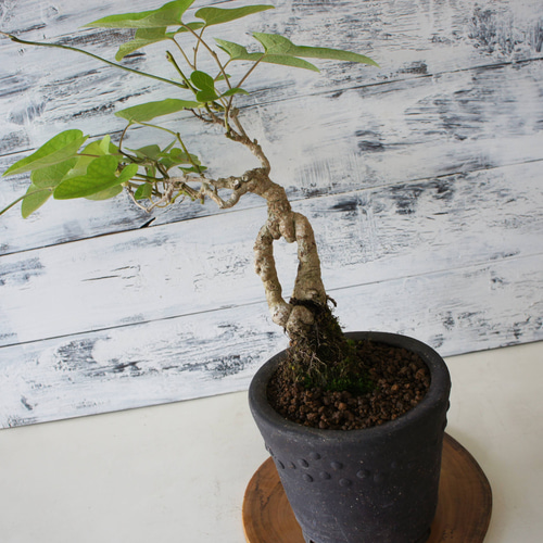 盆栽 『ブナ』 インテリア 園芸 観葉植物 ガーデニング 送料無料 b115