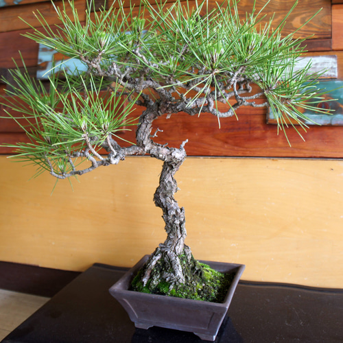 盆栽 『黒松』 和風 インテリア おしゃれ 雑貨 オブジェ 園芸 観葉植物