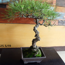 盆栽 『黒松』 和風 インテリア おしゃれ 雑貨 オブジェ 園芸 観葉植物