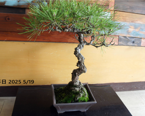 盆栽 『黒松』 インテリア 観葉植物 園芸 ガーデニング 送料無料 b184 盆栽 『黒松』 和風 インテリア おしゃれ 雑貨 オブジェ 園芸 観葉植物