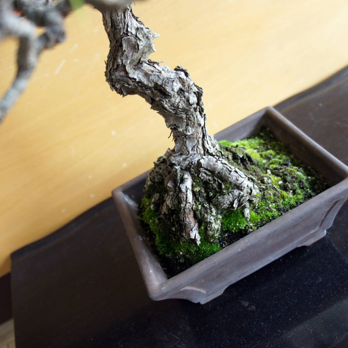 盆栽 『黒松』 和風 インテリア おしゃれ 雑貨 オブジェ 園芸