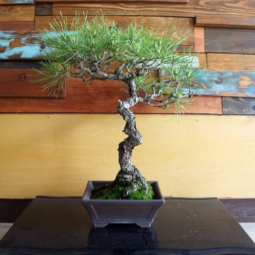 盆栽 『黒松』 和風 インテリア おしゃれ 雑貨 オブジェ 園芸 観葉植物