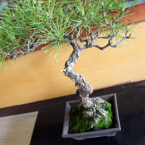 盆栽 『黒松』 和風 インテリア 観葉植物 ガーデニング 送料無料 b061 盆栽 『黒松』 和風 インテリア おしゃれ 雑貨 オブジェ 園芸 観葉植物