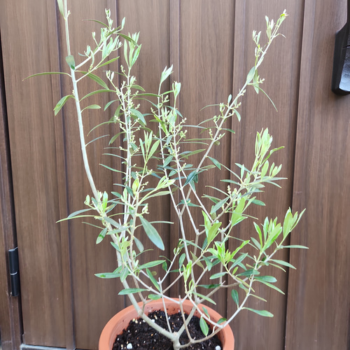 オリーブの木 エルグレコ オリーブ柄テラコッタ鉢植え 苗