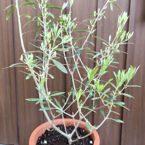 オリーブの木 エルグレコ オリーブ柄テラコッタ鉢植え 苗