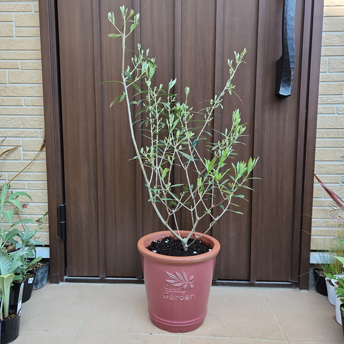 オリーブの木,た植物/観葉植物 エルグレコ『綺麗な樹形。樹高㌢』 オリーブの木,た植物/観葉植物 エルグレコ『綺麗な樹形。樹高㌢』