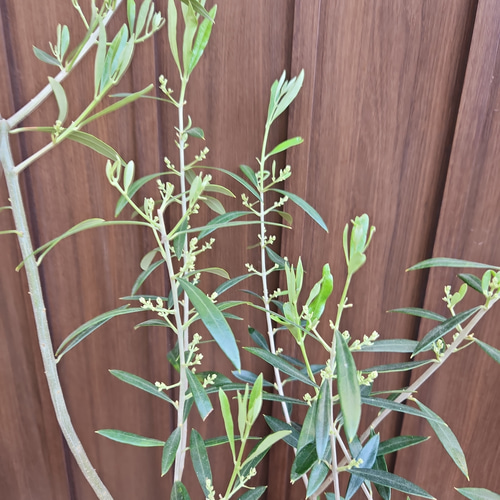 オリーブの木 エルグレコ オリーブ柄テラコッタ鉢植え 苗