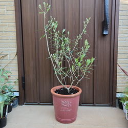 大型鉢植え　オリーブ　エルグレコ　和モダン鉢植え　苗　ウェルカムツリー 大型鉢植え オリーブ エルグレコ 和モダン鉢植え 苗 ウェルカム
