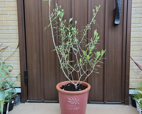 オリーブの木 エルグレコ オリーブ柄テラコッタ鉢植え 苗