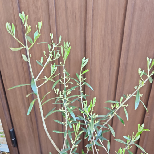 オリーブ　エルグレコ　ナチュラル☆テラコッタ鉢植え　苗木　苗　シンボルツリー オリーブの木 エルグレコ 蜂柄壺型テラコッタ鉢植え 苗 シンボル