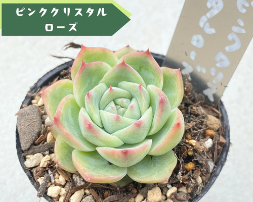 多肉植物　レア　ピンクブロリー錦　輸入苗　カット苗✨美斑✨ 多肉植物 レア ピンクブロリー錦 輸入苗 カット苗✨美斑✨