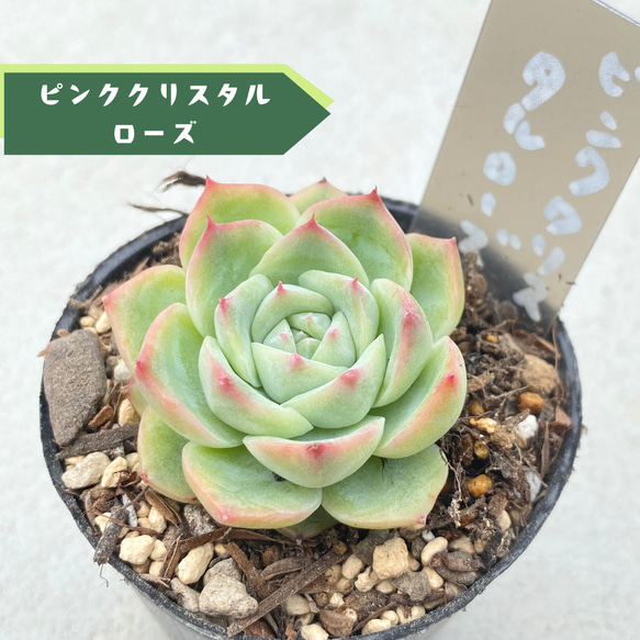 ピンククリスタルローズ錦 小苗 多肉植物