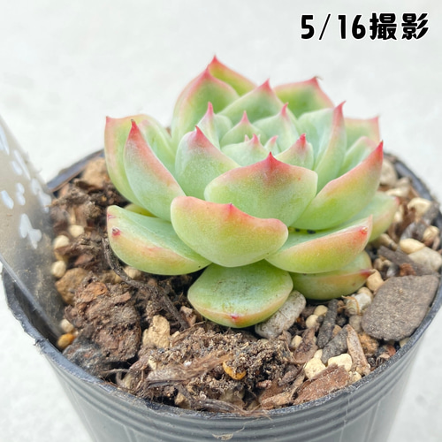 ピンククリスタルローズ錦 小苗 多肉植物