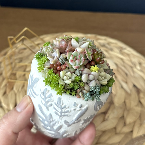 1点限定販売☆ インテリア 多肉植物 寄せ植え 北欧風ボタニカル