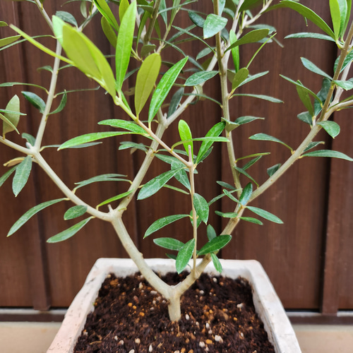 再販 オリーブの木 エルグレコ レンガ風石膏鉢植え 苗 シンボルツリー
