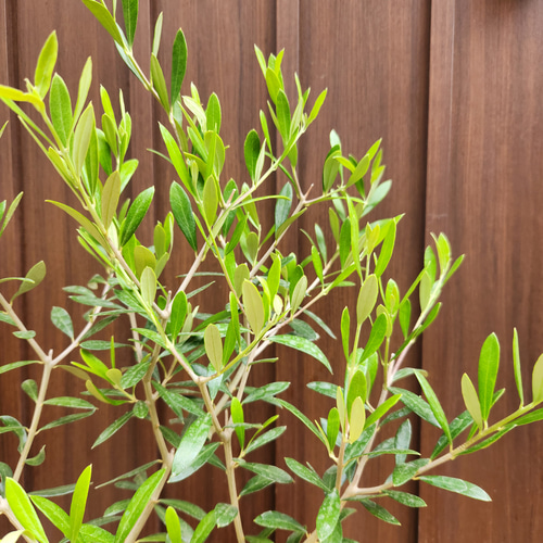 Hanakoさん専用 オリーブの木 エルグレコ /882 Hanakoさん専用