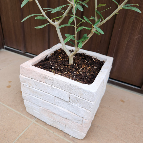 再販 オリーブの木 エルグレコ レンガ風石膏鉢植え 苗 シンボルツリー