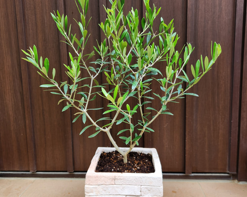 c05ae25c638c70042901c878f78e92