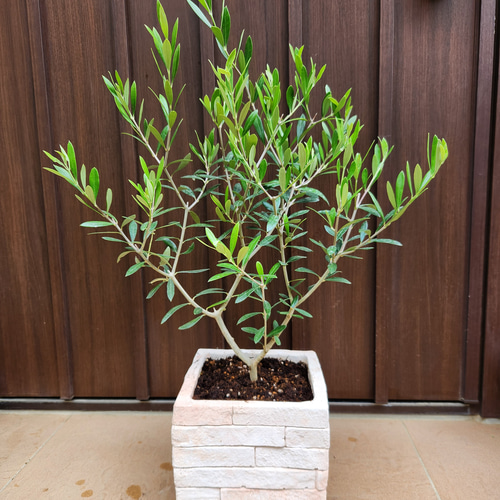 再販 オリーブの木 エルグレコ レンガ風石膏鉢植え 苗 シンボルツリー