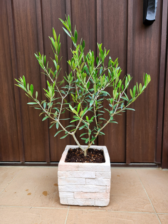 再販 オリーブの木 エルグレコ レンガ風石膏鉢植え 苗 シンボルツリー