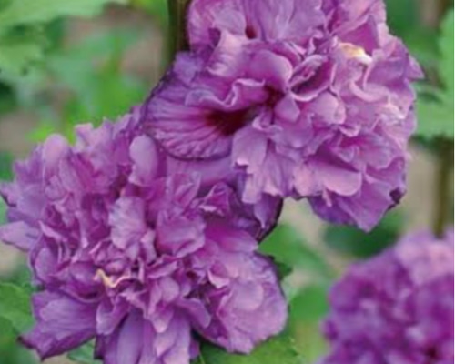 ムクゲ【フレンチキャバレー パープル 1苗】紫陽花のバトンを受け取り